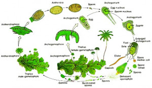 Marchantia Life Cycle Diagram picture