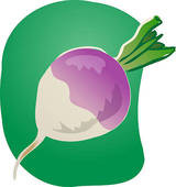 Turnip illustration - stock illustration