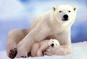 Reasons to Fear the Polar Bear