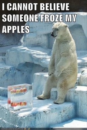 Top 30 Funny animal Memes #Pics