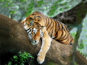Tigers Elegant Tiger ♡