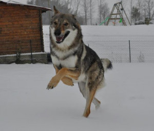 Wolf Sayings and Quotes, Quotes for Wolves, Never Cry Wolf Quotes ...