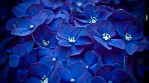 Blue flowers wallpaper