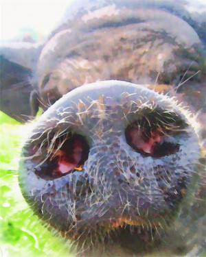 ... snout is a beautiful woman without discretion.” ~ Proverbs 11:22