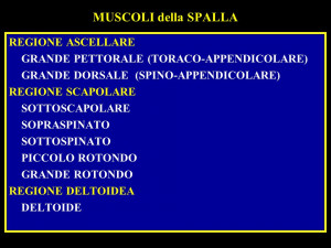MUSCOLI della SPALLA REGIONE ASCELLARE GRANDE PETTORALE (TORACO ...