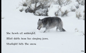 wolf wisdom - friendship, white, grey wolf, wild animal black, quotes ...