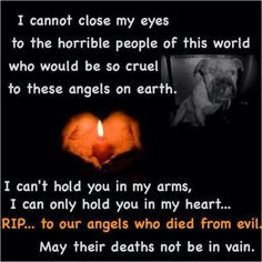 STOP ANIMAL ABUSE NOW!!! More