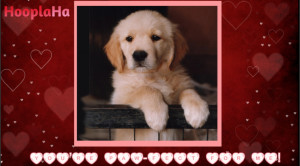 Cute Valentines Day Dogs 12 valentine's day cards