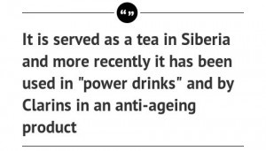 Siberian-granny-quotes-2