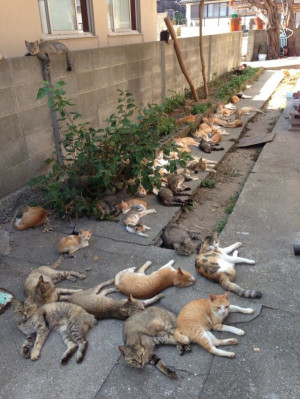 Cats Rule These Japanese Islands