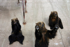 Bears Program Show