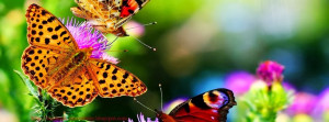 Facebook couverture vivante papillon