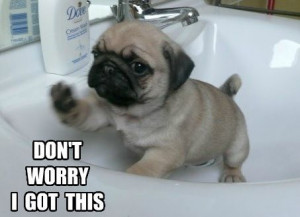 Cute Funny Puppy Quotes Sayings Popular funniest quotes