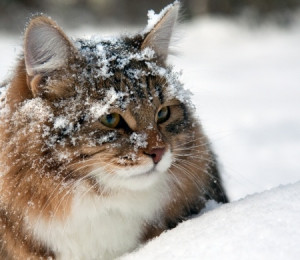 post, we looked at ways you can help feral cats during the winter ...
