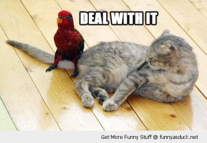 funny-bird-parrot-cats-teal-deal-with-it-pics.jpg