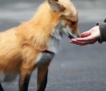 Animal Cute Fox Image Favim