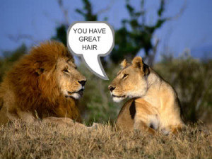 Go Back > Gallery For > Lioness And Lion Relationship