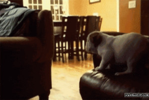 funny-gif-dog-jumping-couch-fall