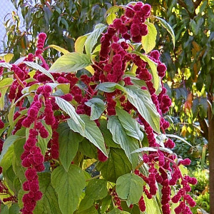 Love-lies-bleeding Seeds ( Amaranthus caudatus )