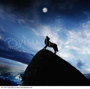 Howling Wolf on Mountain Peak