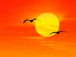 Seagulls at Sunrise Florida - HD Background