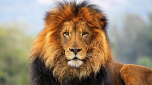 King-of-Jungle-Lion-HD Wallpaper 1080p for desktop and iPad