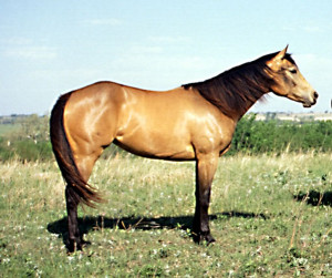 Buckskin horse Image