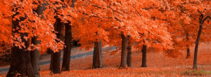 Fall Trees {Scenic & Nature Facebook Timeline Cover Picture, Scenic ...