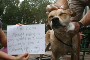 22 Dogs Behaving Badly: So Bad, That We NAMED Them. #12 Is “The Home ...