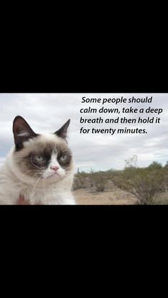 grumpy cat more favorite cat scary cat cat tarde some people totally ...
