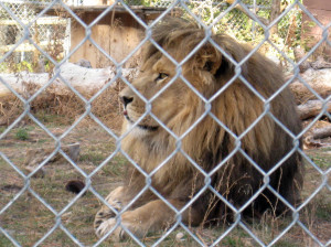 lion623