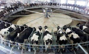 Farm Thursday July 6, 2000 at the farm near Fair Oaks. The dairy farm ...