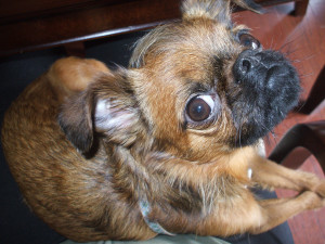 My stupid mummy-guilt dog Bob. Ugly little shit.