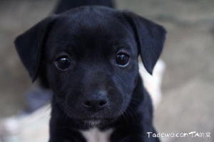 超可爱的黑色小狗狗- 狗狗图片 www.tadewo.com
