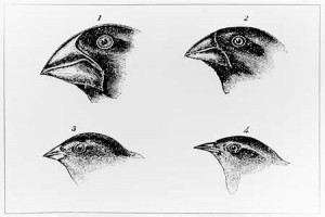 Galapagos finches showing different beak shapes