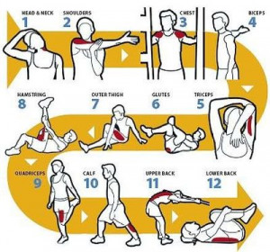 12 basic stretches for your entire body... Stretching prevents injury ...