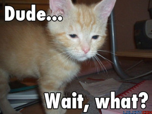 Do you love the LOLcats?