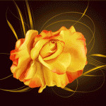 Sweet Yellow Roses Yellow Roses Glitter Yellow Roses Wonderful Yellow ...