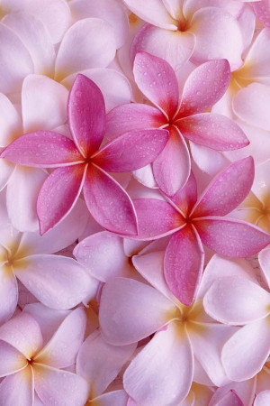 ... Flower, Pink Plumeria, Languages Of Flower, Plumeria Flower, Flower