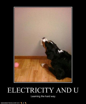 Funny Dog Pictures Electricity Learning