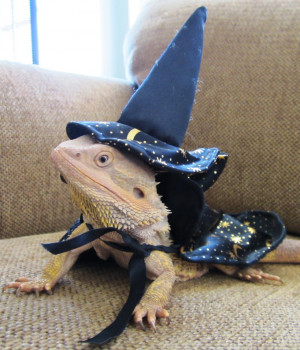 Boo as a Wizard Lizard...