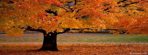 ... other facebook cover, 'an autumn beauty facebook timeline cover