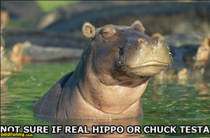 Uncertain Hippo Hodgepodge...