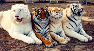 Different Colors Tigers