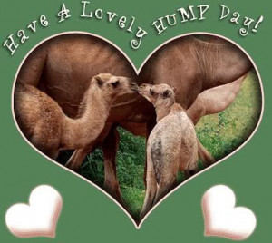 165741-Have-A-Lovely-Hump-Day.jpg