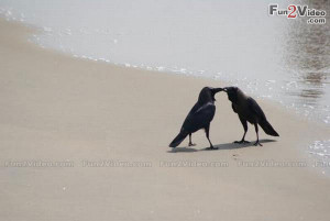 Funny Crow Love Picture