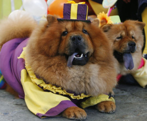 Funny Chow Chow | Dogs Dressed Up | New 2013 Pictures