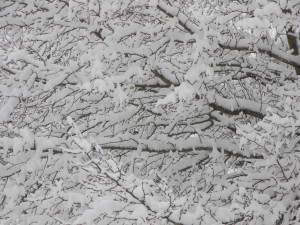 Where are all the Christmas Blizzard 2010 Snow Pics snow branches 12