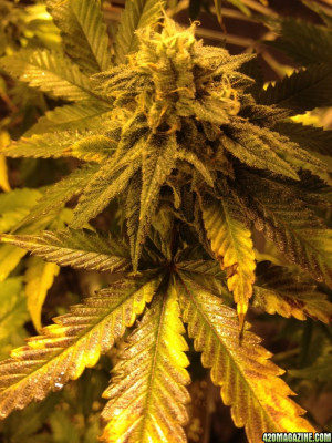 Thread: Savory's 5x5 Cherry Pie Grow Tent