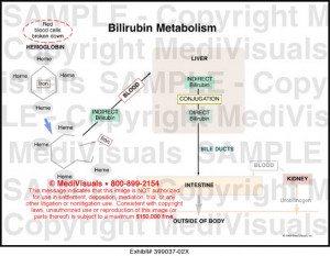 Bilirubin Metabolism Andjaundice